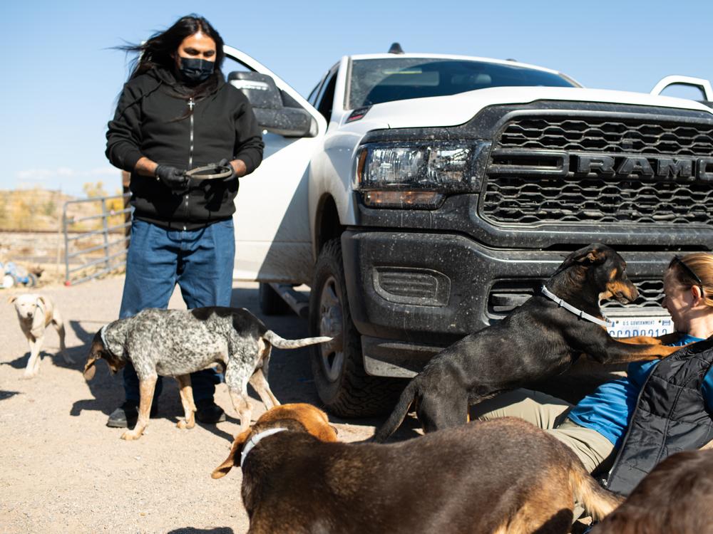San Carlos Animal Control specialist Timothy Nozie and entomologist Maureen Brophy put tick collars on dogs on Dec. 6, 2024, on the San Carlos Apache Nation. As part of an effort to reduce tick-borne illnesses, Brophy and her CDC colleagues are teaming up with local animal control to tackle the tick population.