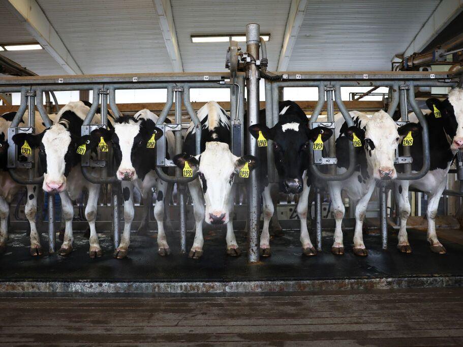 In the current U.S. outbreak, bird flu has been found in 925 dairy herds in 16 states, as well as in poultry, pets and wild birds and mammals.
