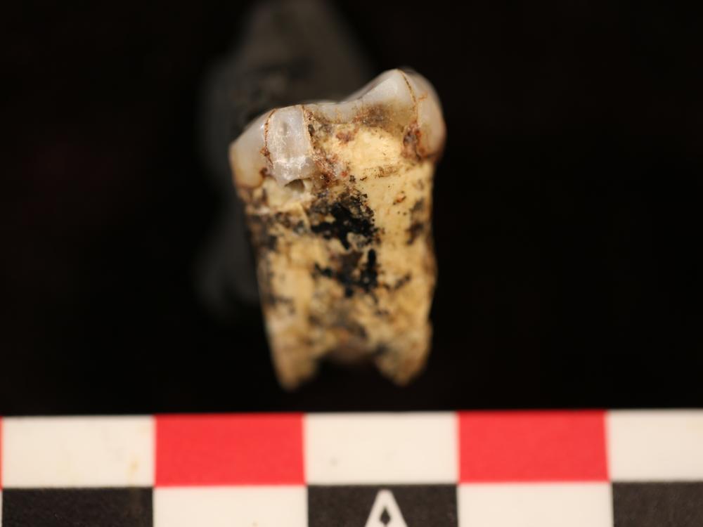 One of the teeth from seven <em>Australopithecus</em> individuals that got drilled so a small amount of tooth enamel could be analyzed for evidence of meat consumption.