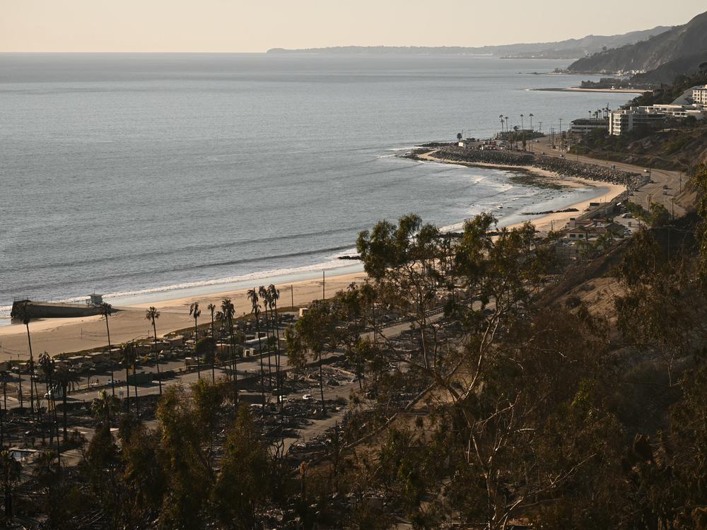The Pacific Ocean is seen in the distance beyond palm trees and the charred remains of homes destroyed by the Palisades Fire in the Pacific Palisades neighborhood of Los Angeles, California, on January 13, 2025.