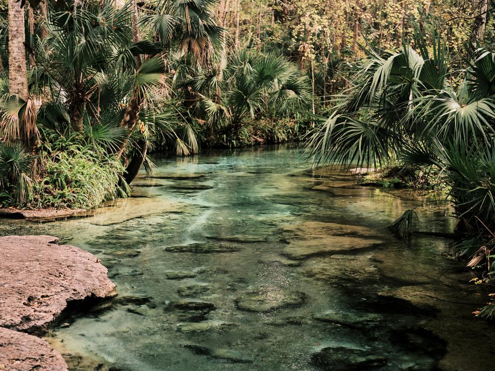 The fresh spring water of Rock Springs flows clear on Dec. 11, at Rock Springs in Apopka, Fla.