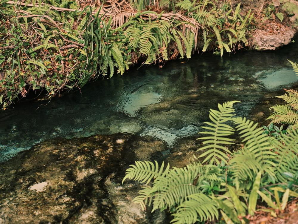 The fresh spring water of Rock Springs flows clear on Dec. 11, at Rock Springs in Apopka, Fla.