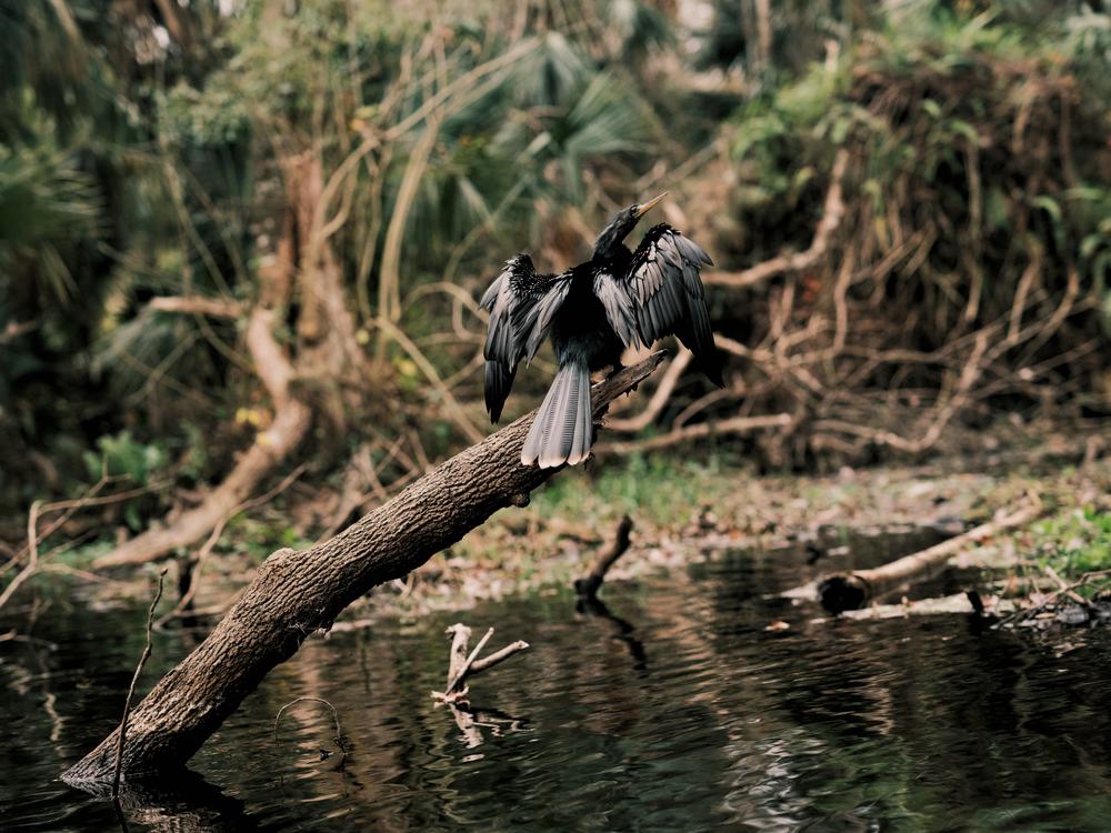 An anhinga dries its feathers on a log on the Wekiva River on Dec. 11, at Wekiva Island in Longwood, Fla.