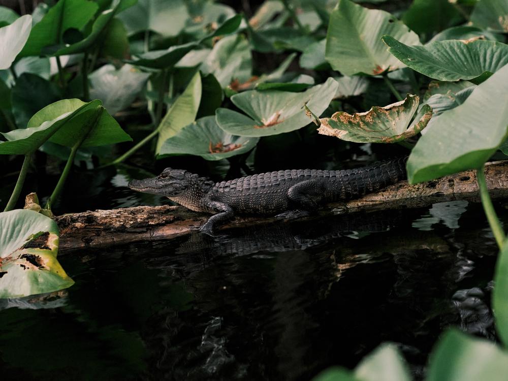 An American Alligator suns itself on a log along the Wekiva River on Dec. 11, at Wekiva Island in Longwood, Fla