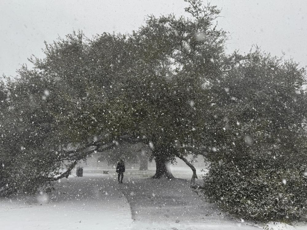 A centuries-old oak tree in New Orleans' City Park received a rare coating of snow on Tuesday.