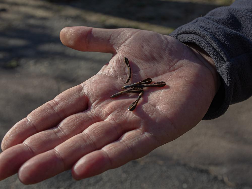 Danil Tatarinov, head of an internet company in Kherson, shows small fragments of what he says is a cluster munition bomb that landed in his backyard. Tatarinov's field crews regularly face attack by Russian drones and artillery.