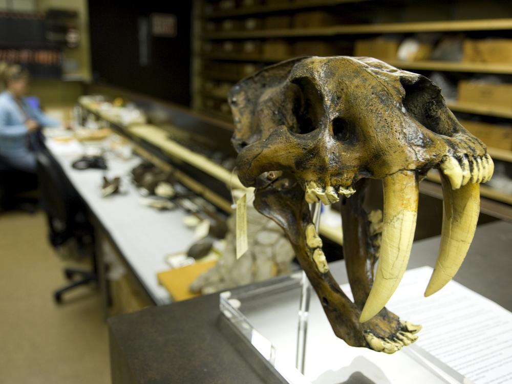Ice Age skull on stand in research lab at the Page Musuem at the La Brea Tar Pits in Los Angeles.