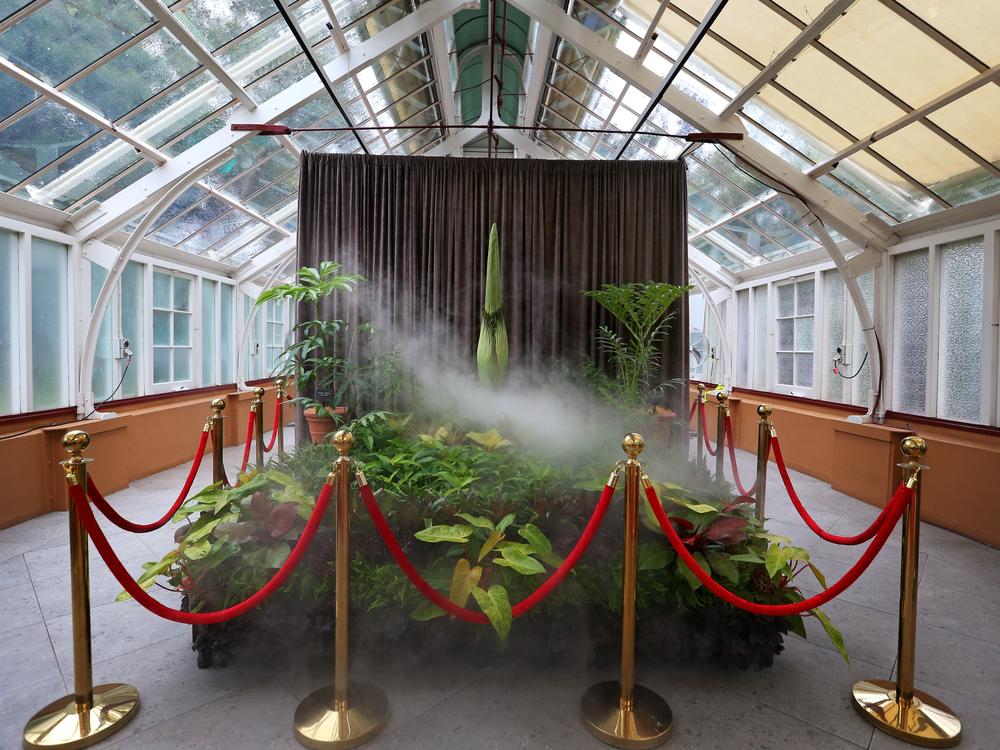 A corpse flower, affectionately named 