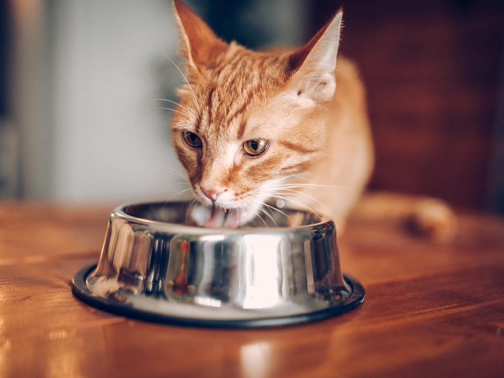 Several cats have gotten sick from bird flu from eating raw pet food or drinking raw milk.