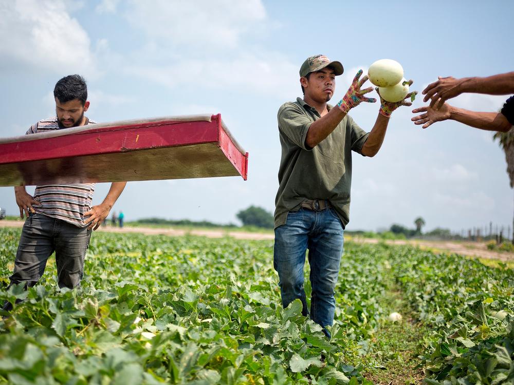 Field workers harvest honeydew melons at a steady pace near Citrus City outside Mission, Texas.