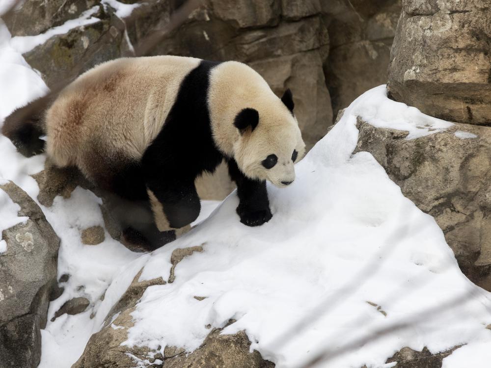 Giant panda Bao Li traverses a snowy enclosure on Friday, Jan. 24, 2025, at the Smithsonian's National Zoo. The pair arrived in Washington D.C. — aboard the fittingly nicknamed 