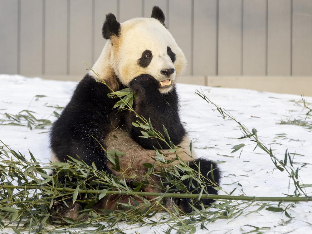 Bao Li, one of the Smithsonian National Zoo's Giant Pandas, chomps on bamboo on Friday, Jan. 24, 2025, in Washington D.C.