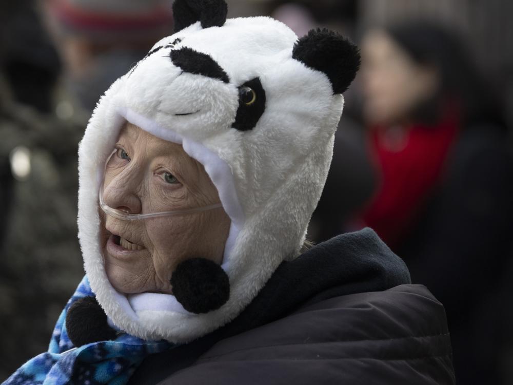 Giant Panda supporters flood the Smithsonian's National Zoo to see the new pandas Bao Li and Qing Bao on Friday, Jan. 24, 2025, in Washington D.C.