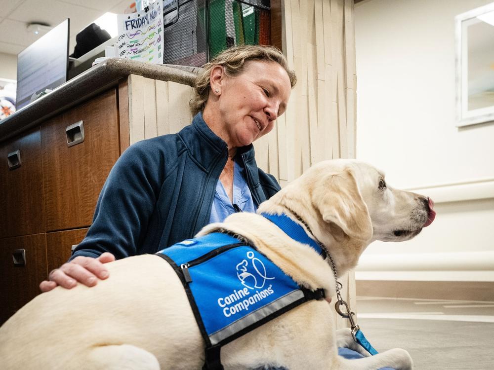 Peppi, a yellow Lab and official 