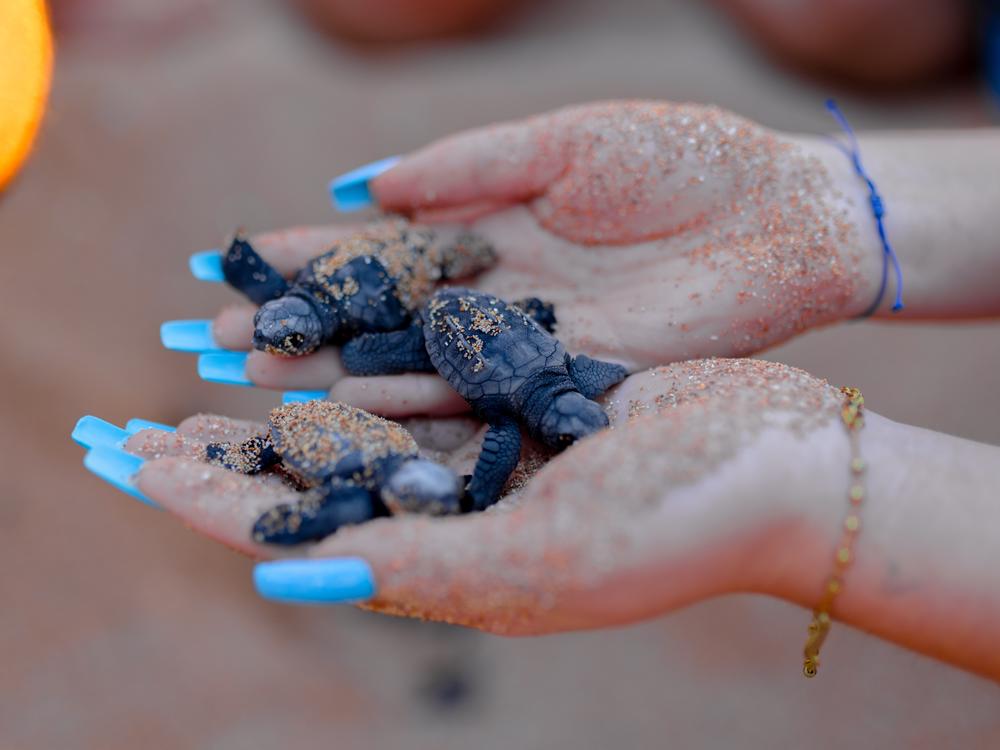 A volunteer holds newly hatched sea turtles in her hands on a southern Lebanese beach. The creatures are endangered and their chances of reaching adulthood are slim because of pollution, urbanization and threats from fishing.