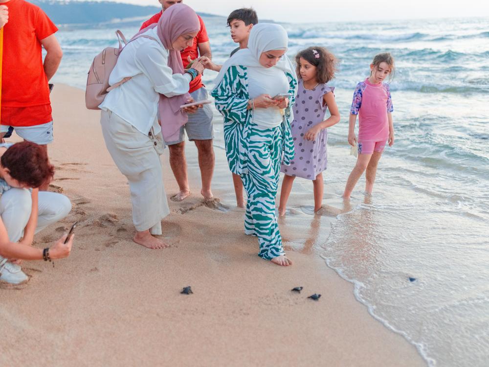 For years, the hatching of sea turtles has attracted curious viewers from all over Lebanon, but on Sept. 8, 2024, only a handful made it to the Mansouri Beach in Tyre, despite attacks by Israel on the southern border.