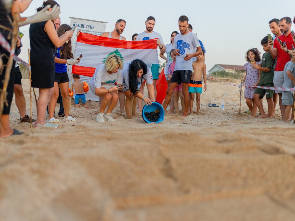 Before releasing sea turtle hatchlings to make their way to the sea, volunteers flatten a patch of sand and clear obstacles to help their departure, on Mansouri Beach, southern Lebanon.