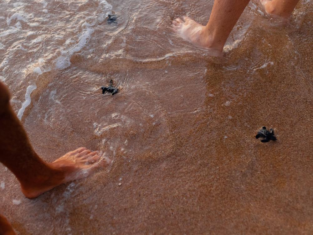 Once the baby sea turtles reach the sea, they are left to fend for themselves against other marine animals — as well as pollution and fishing — with females only coming back to shore after they're grown to lay eggs.