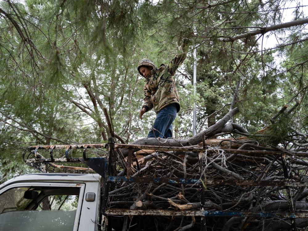 Residents of nearby villages cut firewood from the trees surrounding the former Assad summer villa outside Latakia.