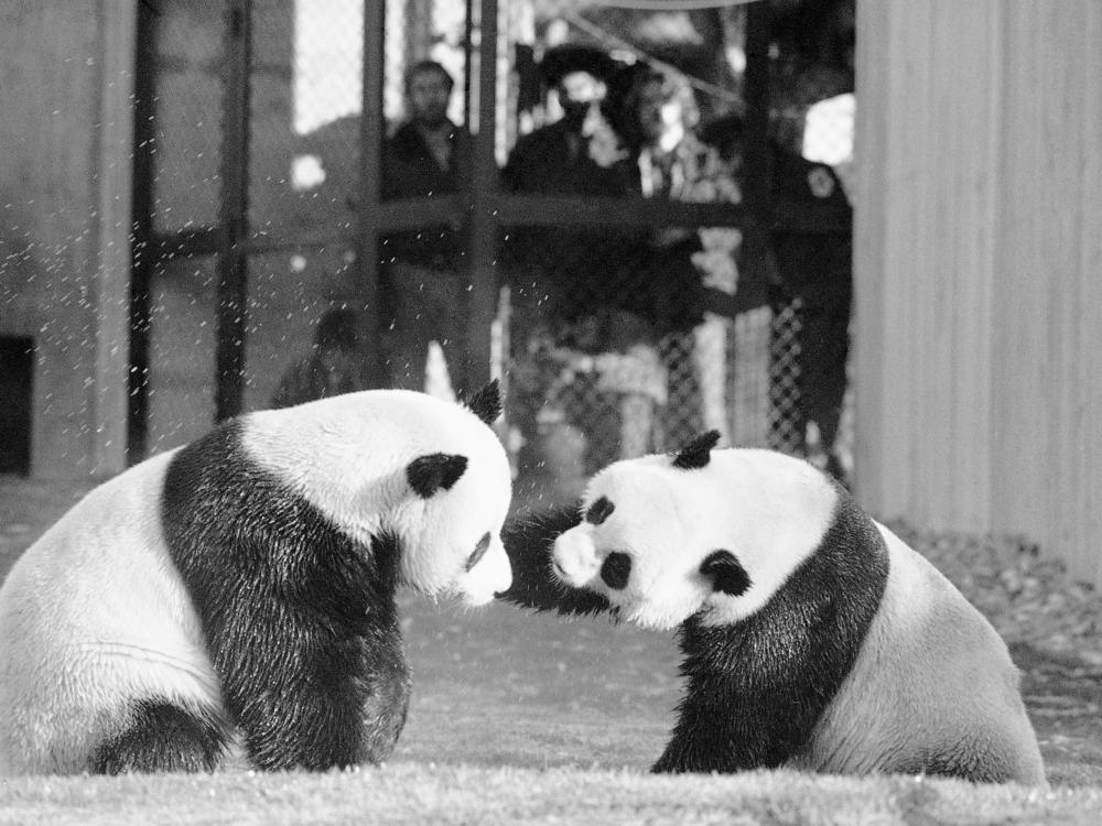 The National Zoo's first giant pandas, Ling-Ling and Hsing-Hsing, play in their yard in 1974 as onlookers watch.