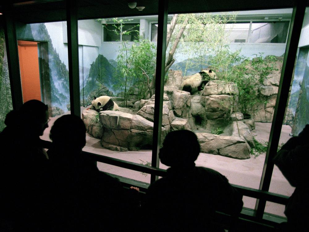 National Zoo visitors welcome Tian Tian and Mei Xiang to their new home in December 2000. They returned to China with their cub in late 2023.