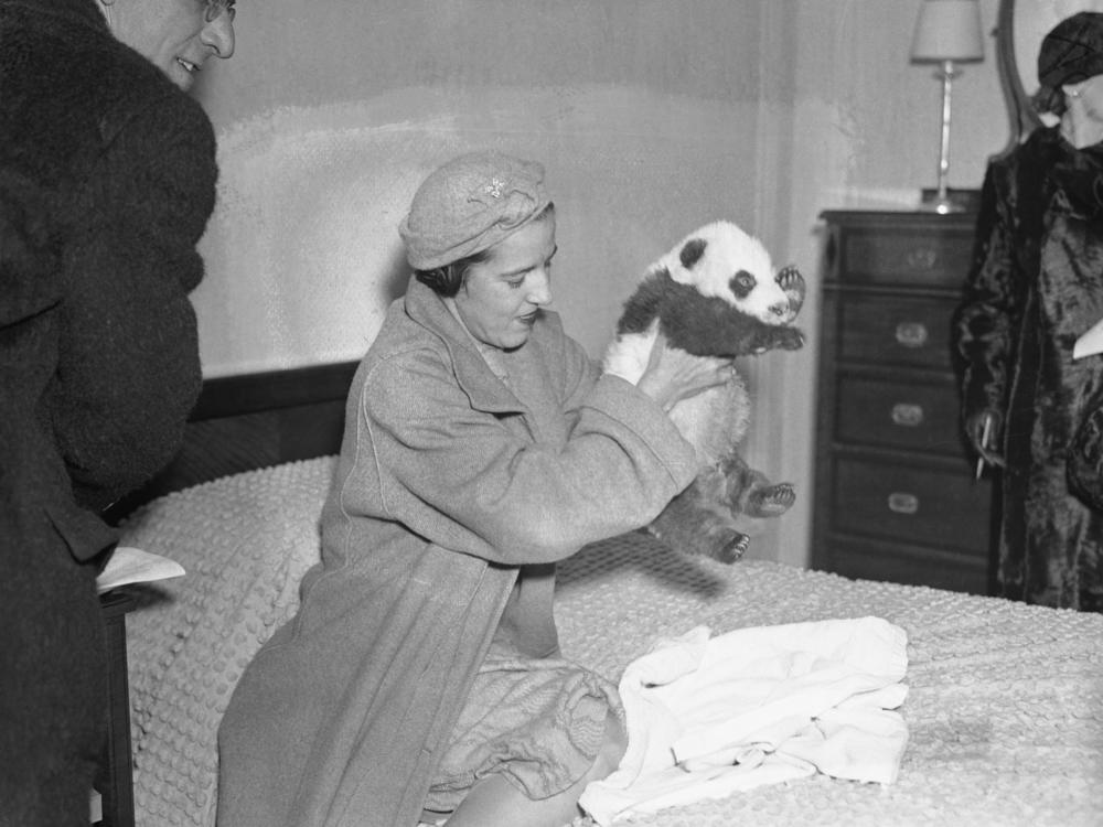 Ruth Harkness holds Su Lin at her hotel room in New York City. Su Lin was never intended to be a pet, and ended up at a Chicago zoo.