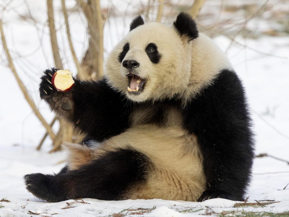Qing Bao, one of the Smithsonian National Zoo's new Giant Pandas, eats an apple on Friday, Jan. 24, 2025. In November 2023, the National Zoo sent its three pandas — Tian Tian and Mei Xiang, who had lived there since 2000, and their cub Xiao Qi Ji — back to China, in advance of the expiration of their loan agreement and amidst rising tensions between the two countries.