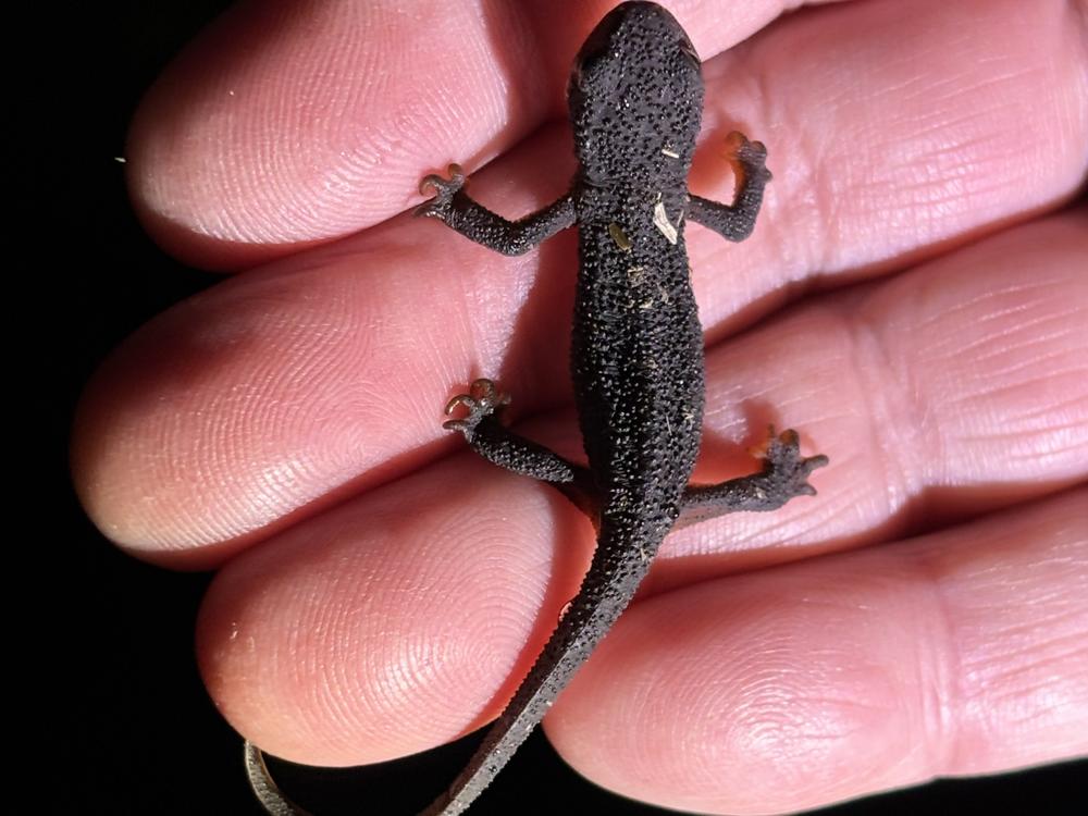 A baby newt in northern California, 2024.