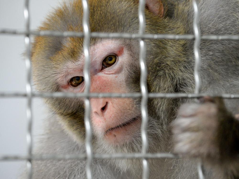 A rhesus macaque looks on from the quarantine room of a future animal shelter in Nogent-le-Phaye near Chartres, France, in 2019.