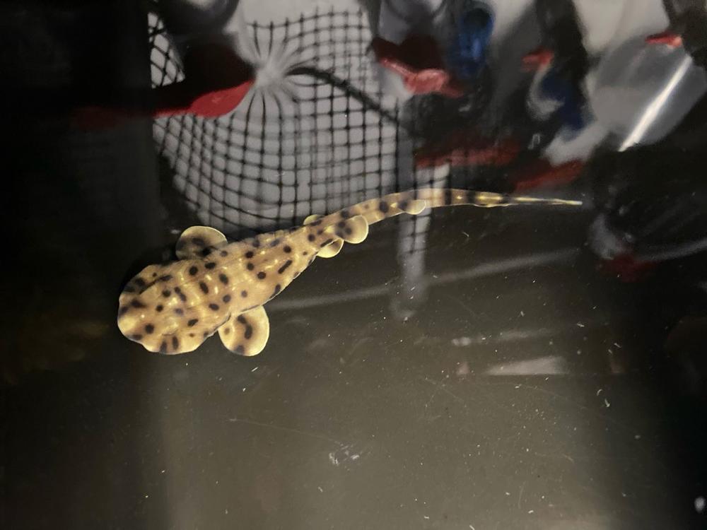 Yoko the baby swell shark was born on Jan. 3, some eight months after her egg was discovered in a tank with that only housed other female sharks.