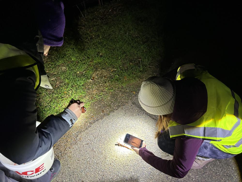 Lauren Cole and Kiley Dell'Amico document a newt crossing the road.
