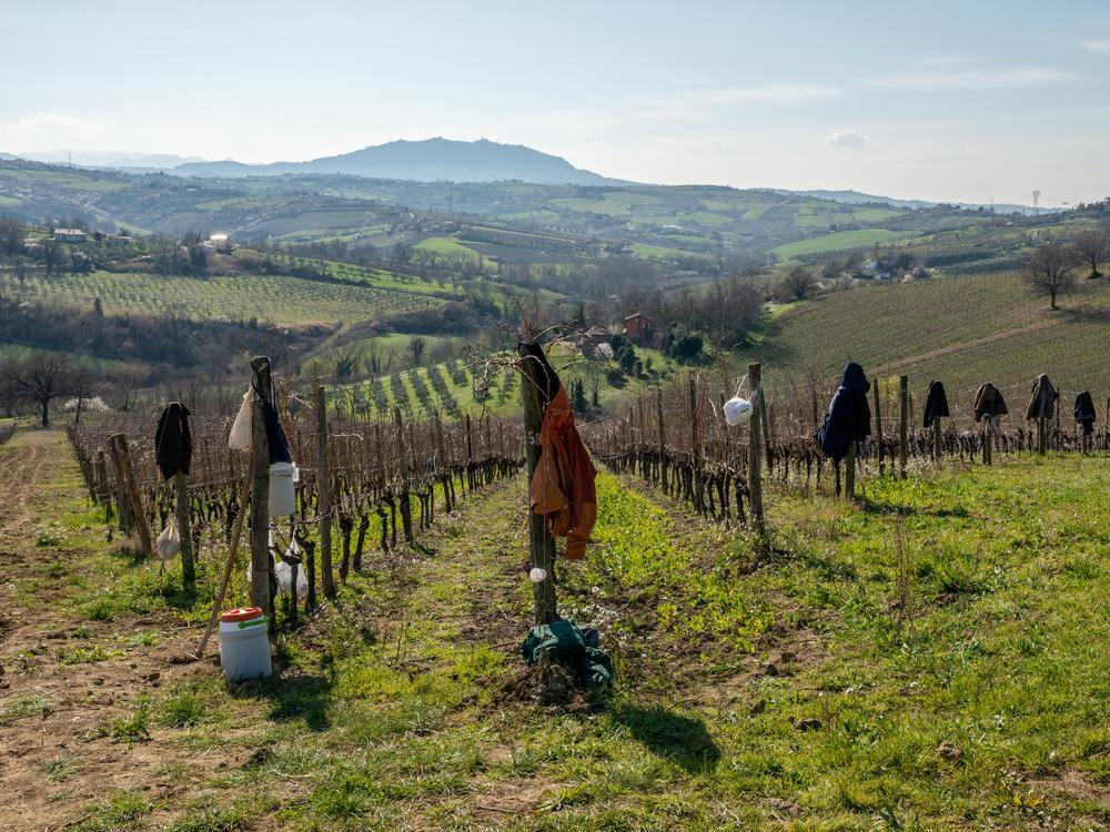The San Patrignano community is a therapeutic rehabilitation community center in Italy for people with drug addictions. The center, which was founded by Vincenzo Muccioli in 1978, received renewed media attention after a 2020 Netflix documentary described alleged abuses. Robert F. Kennedy Jr. now describes the program as a model for recovery care in the United States.