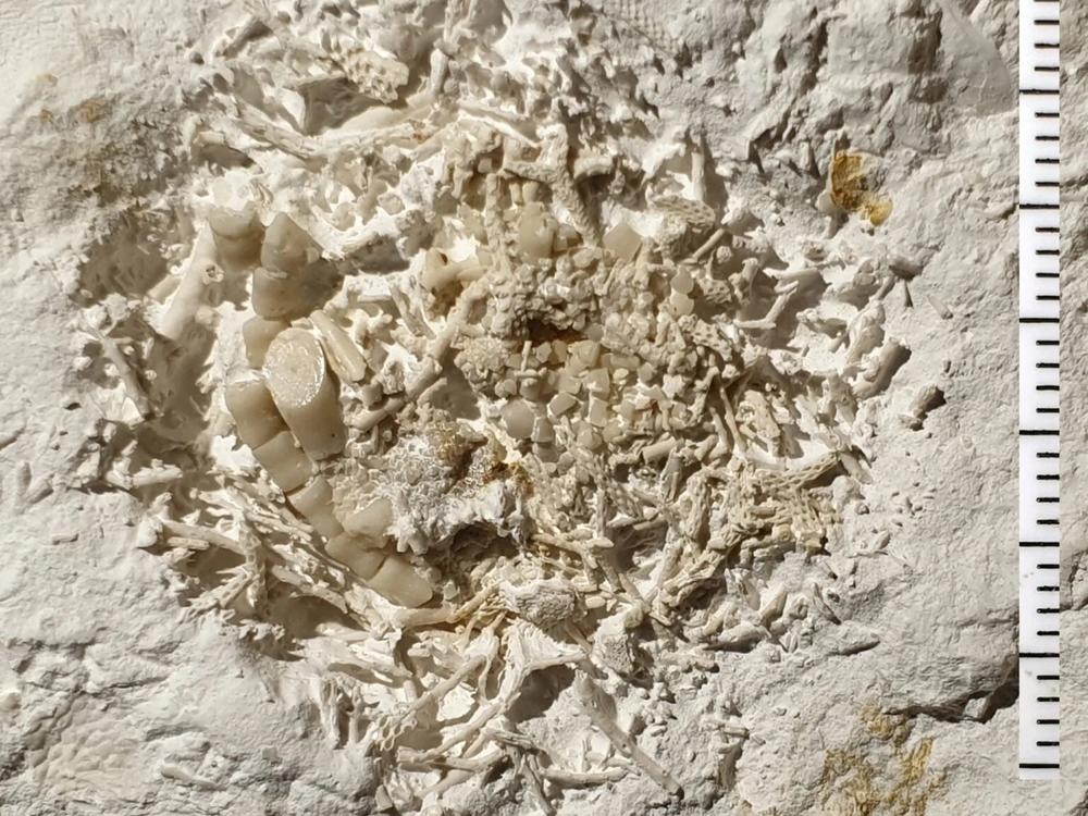 A lump of chewed up crinoid fragments from 66 million years ago is now at a museum in Denmark.