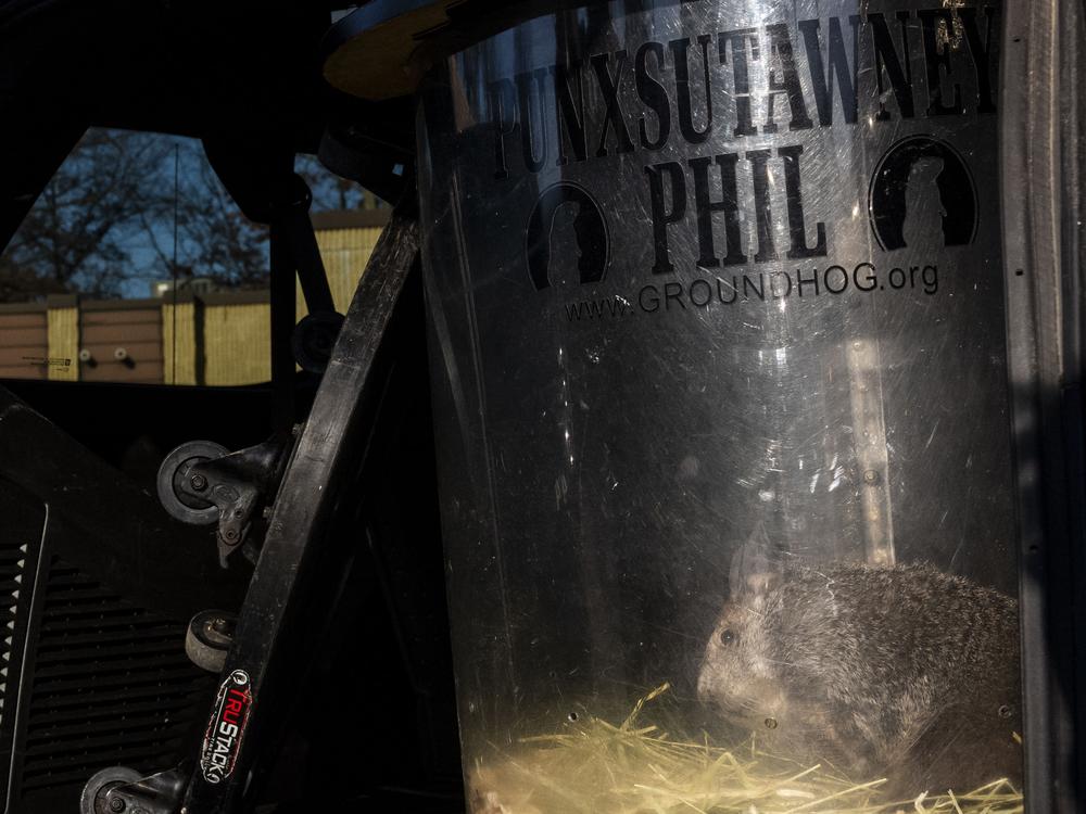 Punxsutawney Phil is loaded into a car after a public appearance.