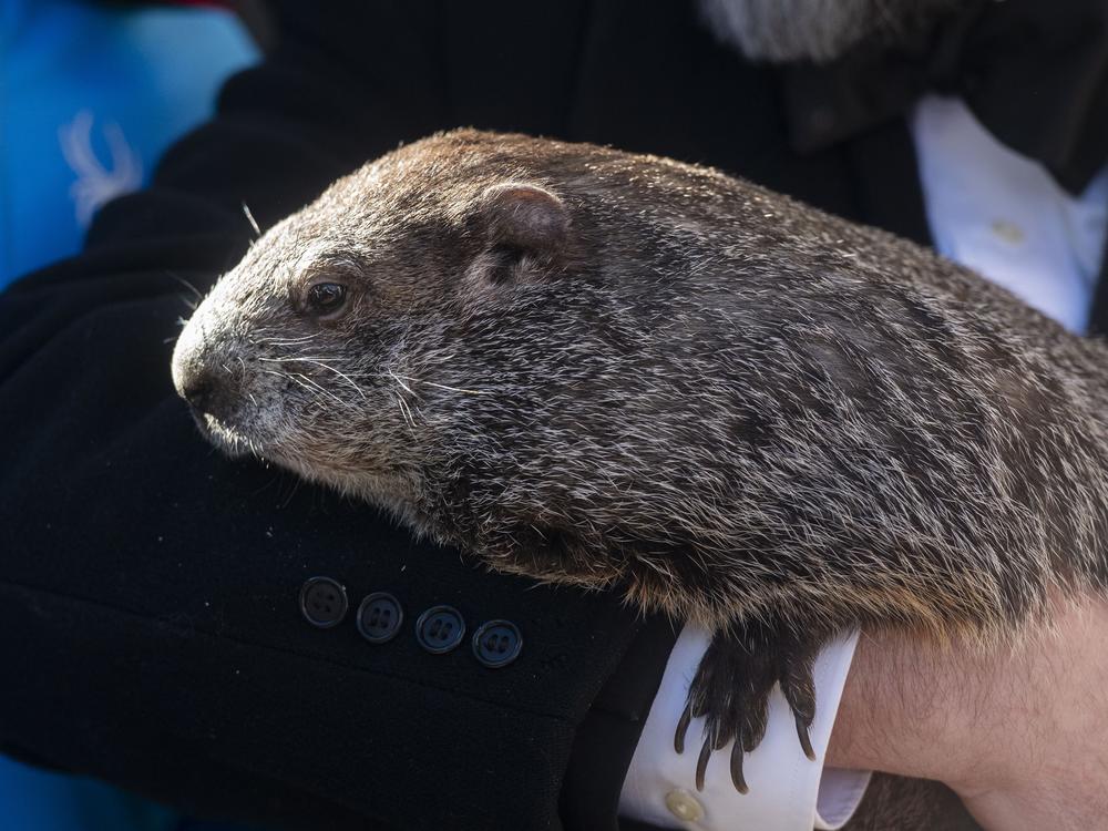 Punxsutawney Phil takes photos with people during an appearance in town on Saturday.