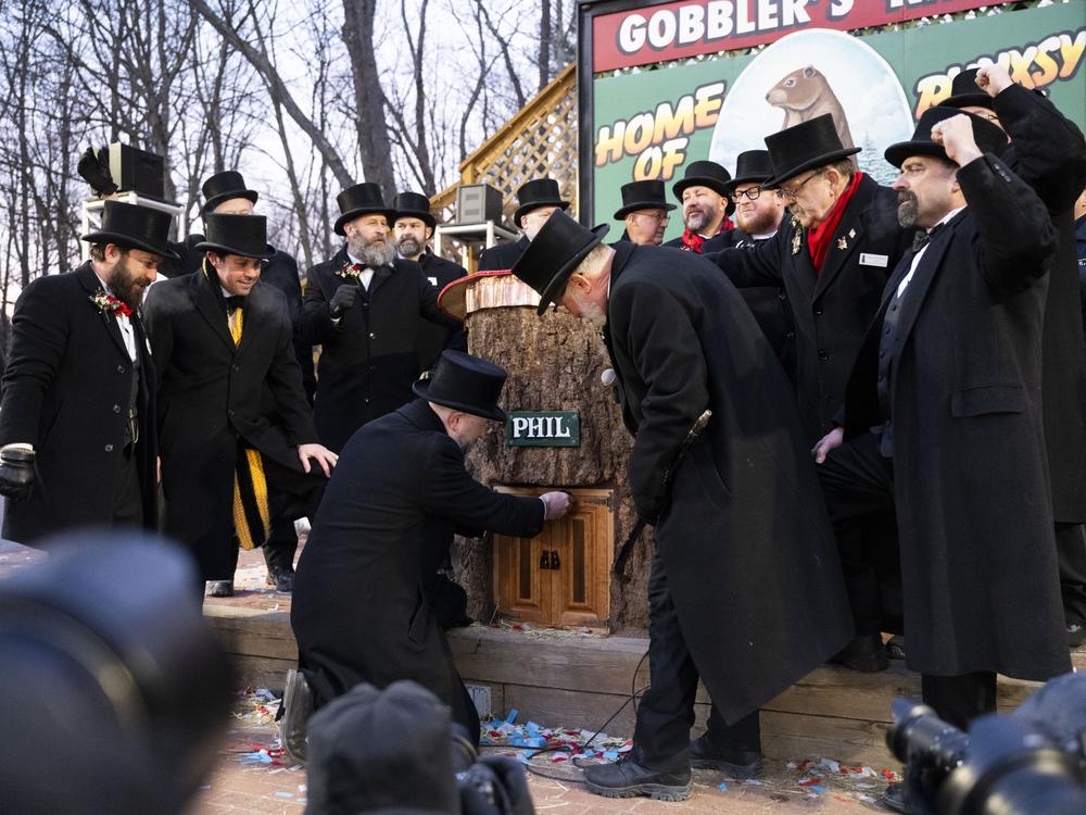 Punxsutawney Phil is woken up prior to making his annual winter forecast.