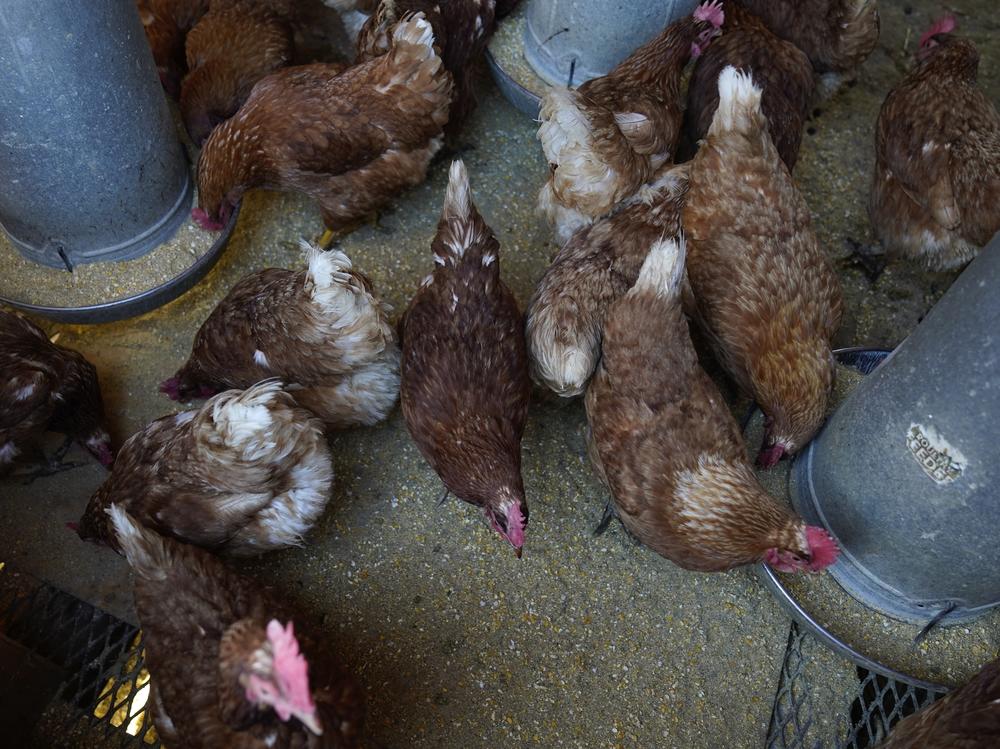 Red Star chickens feed in their coop at Historic Wagner Farm in Glenview, Ill. on Jan. 10, 2023.