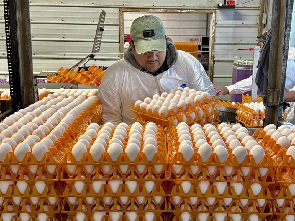 A worker moves crates of eggs on Jan. 11, 2024 at the Sunrise Farms processing plant in Petaluma, Calif., which has seen outbreaks of avian flu.
