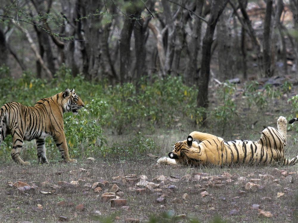 Tigers are visible at the Ranthambore National Park in Sawai Madhopur, India.
