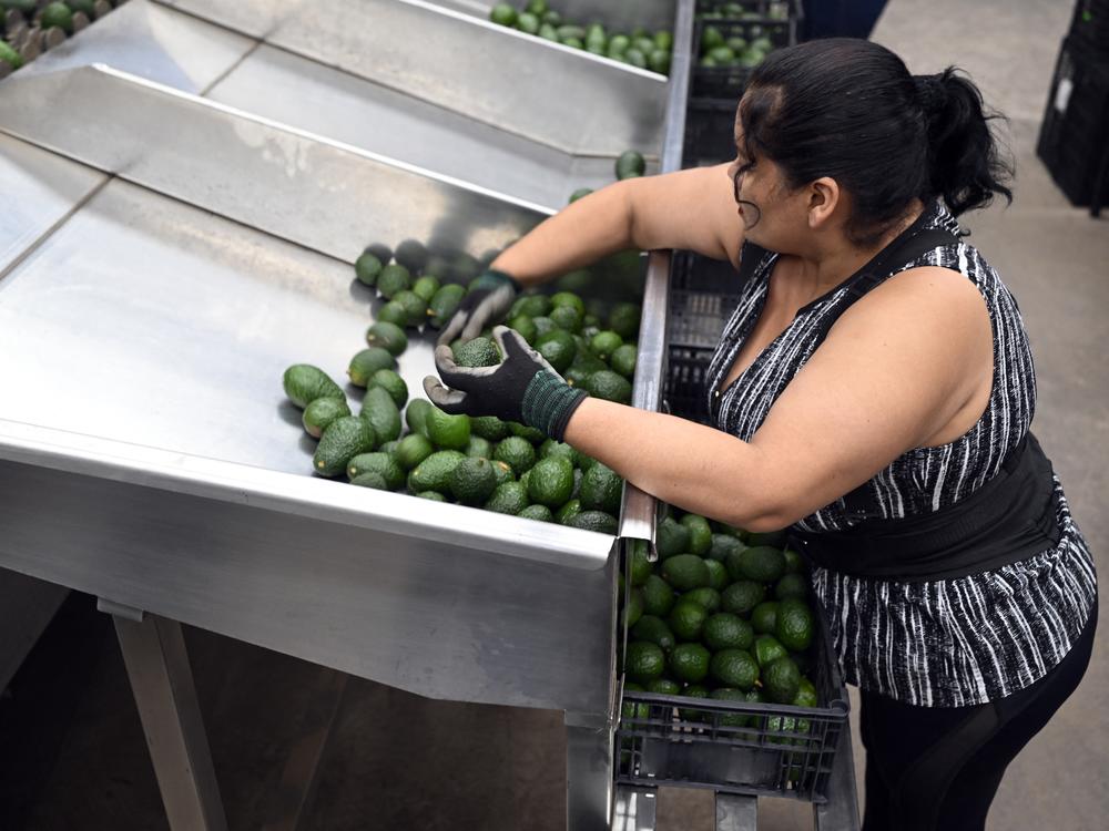 President Trump has threatened to impose steep tariffs on imports from Mexico and Canada as early as Saturday.  Mexico supplies more than a quarter of all the fresh fruit and vegetables in the U.S., including avocados which are popular for Super Bowl dip.