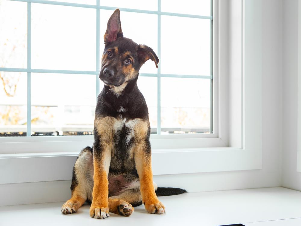 In almost every species, ear movement can be a clue that the animal is trying to pay close attention to something.