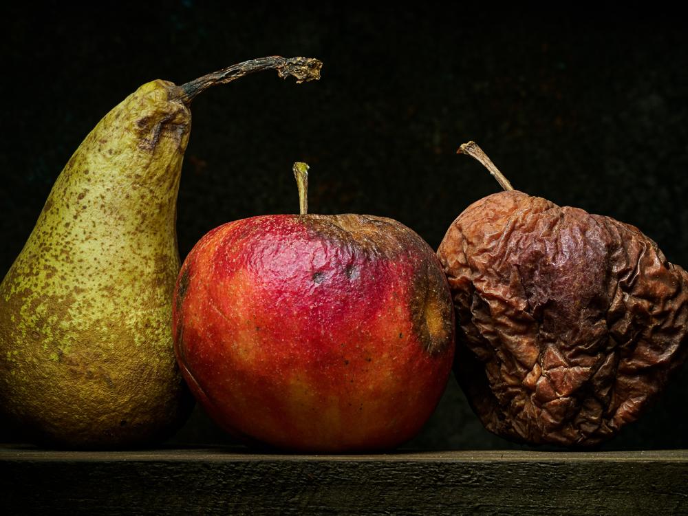 Fruit fly maggots prefer textures that are or closely resemble rotting fruit.