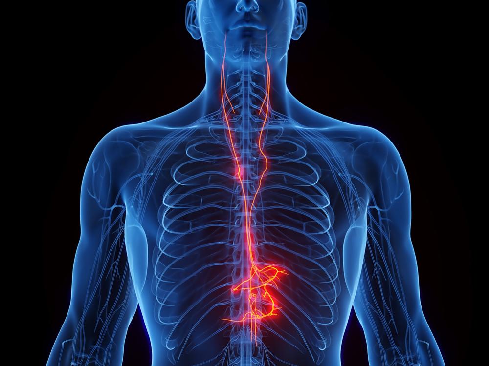 An illustration of the Vagus nerve, which is part of the autonomic nervous system.