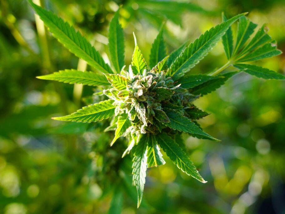 Cannabis is legal in many states but not federally. As more Americans consume weed products, concern is growing about the risks of traces of contaminants such as pesticides and heavy metals.