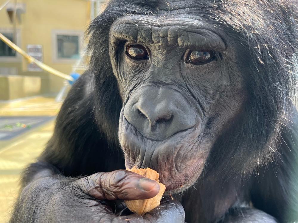 Nyota, a bonobo living at Ape Initiative.