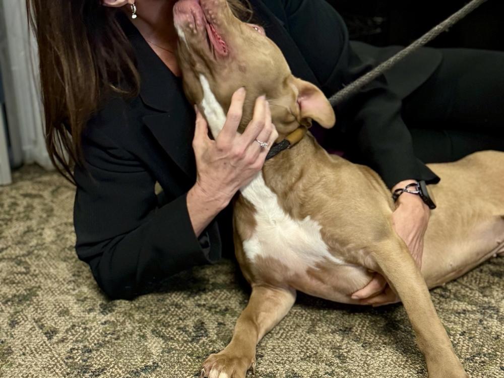 Rock (pictured with Baby Shark) says many dogs rescued from dogfighting rings are eventually fit for adoption.