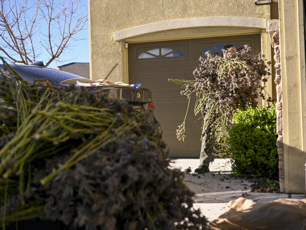 An officer with the California Department of Cannabis Control confiscates bunches of unlicensed marijuana plants.