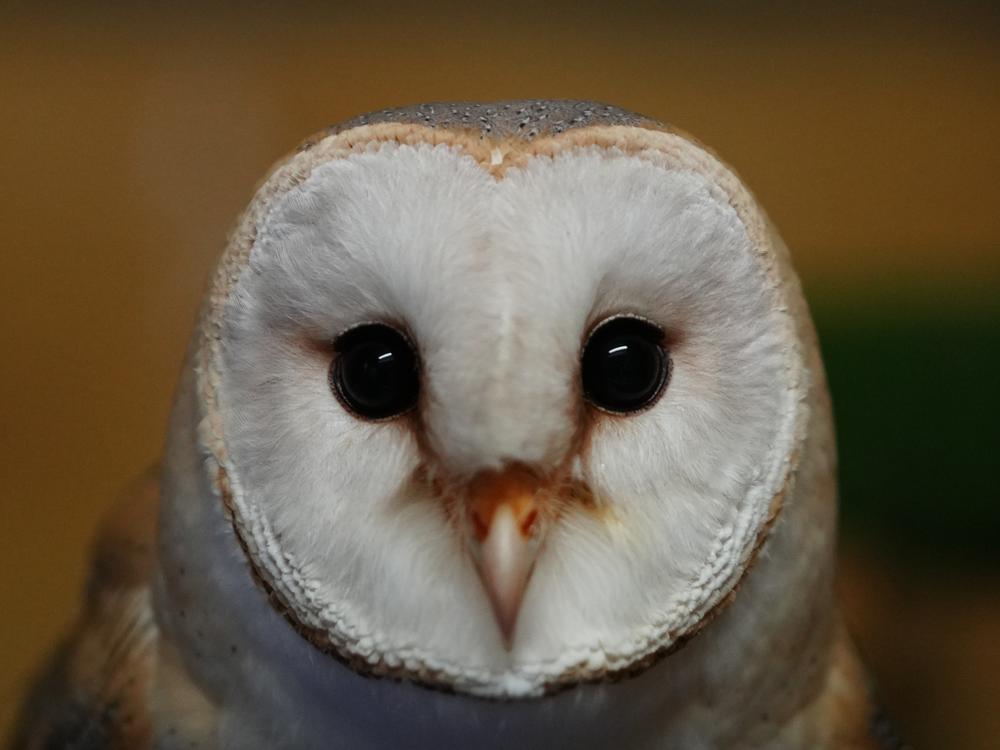 A barn owl at the Attica Zoological Park near Athens, Jan. 21, 2025.