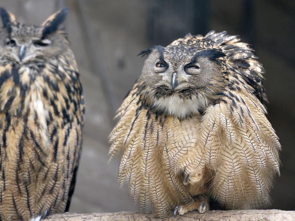 An owl wakes up in its cage on a sunny spring day in a park in Essen, western Germany, on March 26, 2014.