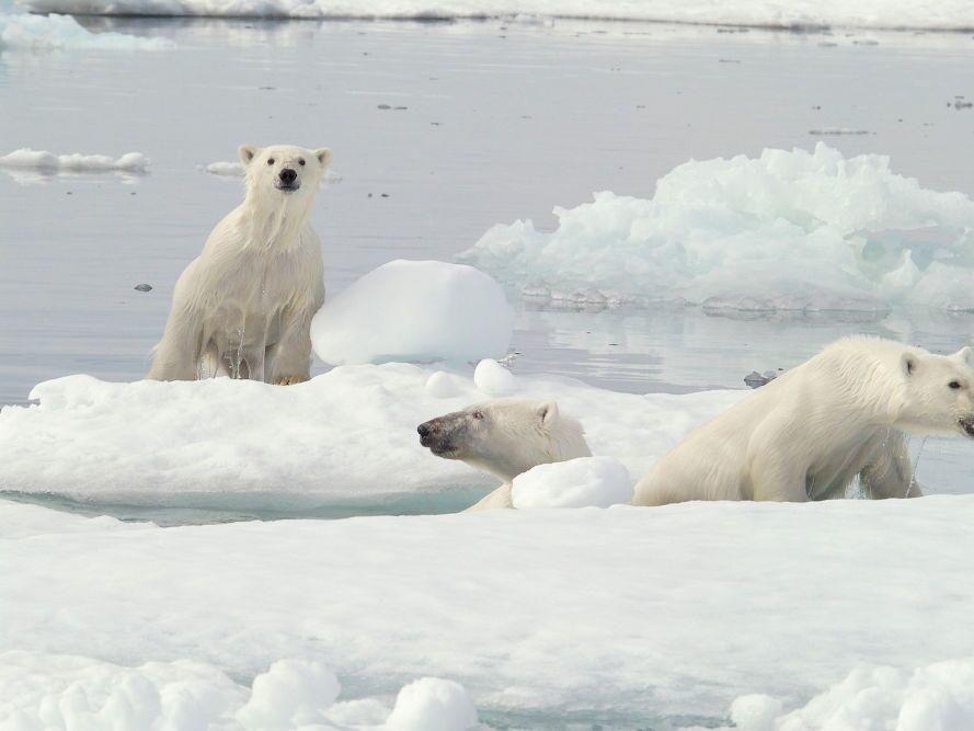 Polar bears on ice in Northern Canada.